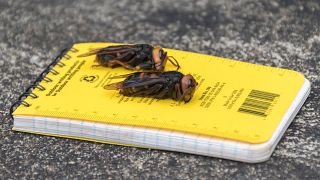 Ázsiai óriásdarazsakkal harcolnak a méhészek New York államban