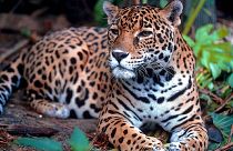 Wildlife is roaming the Mayan forests