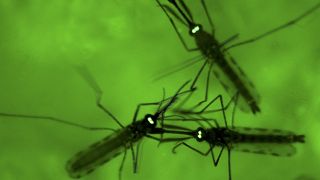 Malaria breakthrough as scientists find microbe 'that can stop' mosquitoes spreading deadly disease