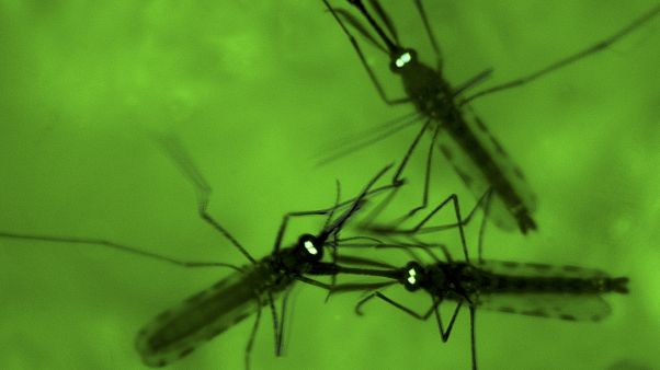 Malaria Mosquitoes Malaria Mosquitoes