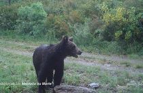 Primeiro urso pardo avistado na Galiza em 150 anos