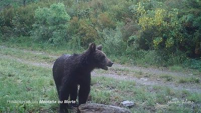 Rare footage captured of brown bear in Spanish national park