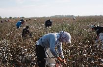 File - Uzbek workers pick parched cotton on the field in Tashkent region in Uzbekistan, Oct. 18, 2018 