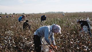 File - Uzbek workers pick parched cotton on the field in Tashkent region in Uzbekistan, Oct. 18, 2018