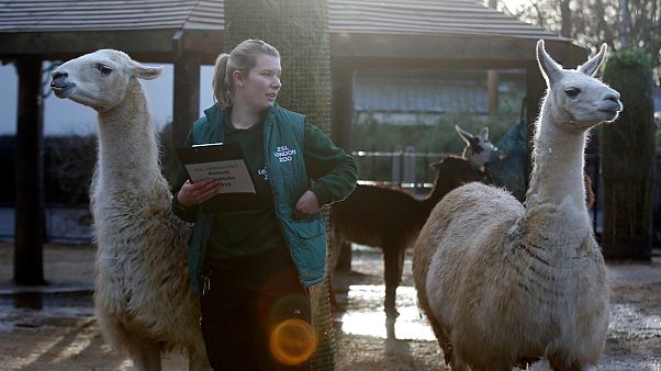 Lama Lama