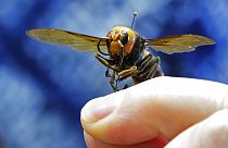 How worried should we be about the ‘murder hornet’?