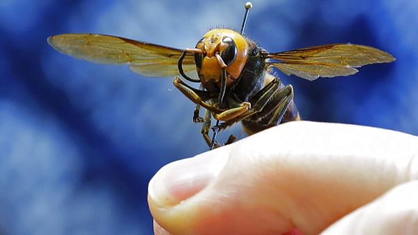 How worried should we be about the ‘murder hornet’? How worried should we be about the ‘murder hornet’?