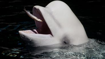 Rescued beluga whales are in training for their new home