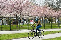 APTOPIX Virus Outbreak Canada Cherry Blossoms