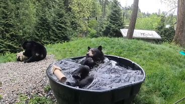 شاهد:  الدب "تاكودا" يستغل غياب الزوّار عن حديقة الحيوانات ويستمتع بالاستحمام 