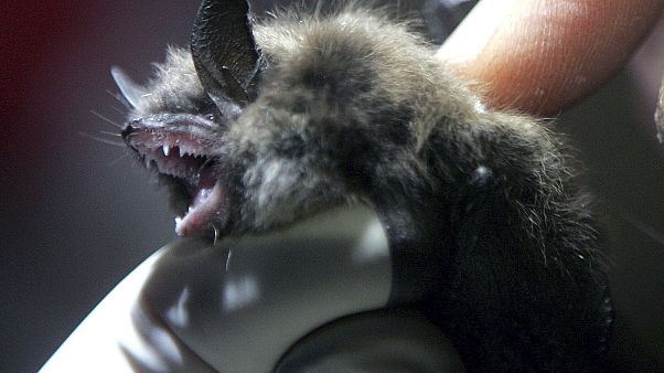No Bats No Bats