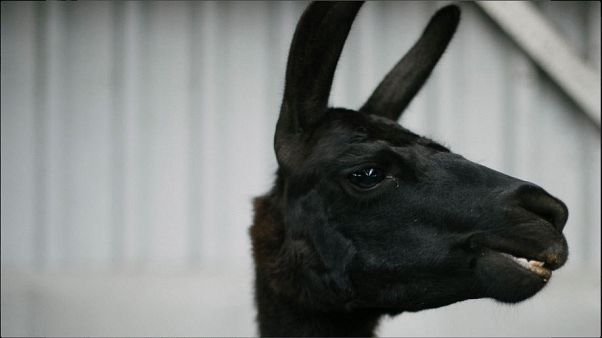 Forse nelle cellule di un lama un'arma per sconfiggere il covid 19 Forse nelle cellule di un lama un'arma per sconfiggere il covid 19