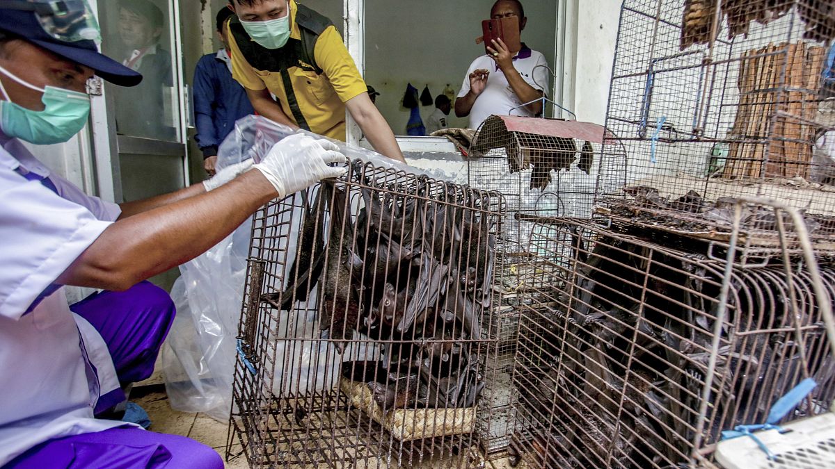 Archives : des chauves-souris saisies par des agents sanitaires sur un marché d'animaux vivants à Surakarta, dans la province indonésienne de Java central, le 14 mars 2020 