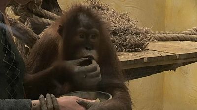 Зоопарки в карантине: животным приходится менять рацион 