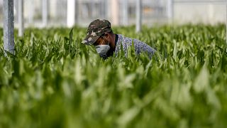 Setor agrícola com falta de trabalhadores