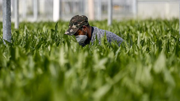 Setor agrícola com falta de trabalhadores Setor agrícola com falta de trabalhadores