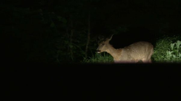 Lockdown: Das Paradies für Wildtiere Lockdown: Das Paradies für Wildtiere