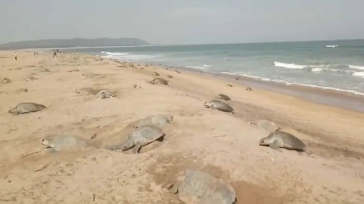 Ινδία: Εκατομμύρια θαλάσσια χελωνάκια 