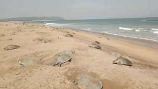 Ινδία: Εκατομμύρια θαλάσσια χελωνάκια