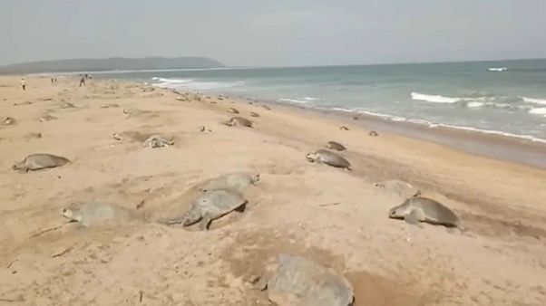 En Inde, les tortues se déconfinent En Inde, les tortues se déconfinent