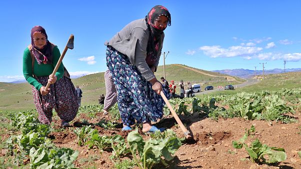 Elazığ'da Tarım İl Müdürlüğü, tarlada çapa yapan işçi annelere karanfil verdi. Elazığ'da Tarım İl Müdürlüğü, tarlada çapa yapan işçi annelere karanfil verdi.