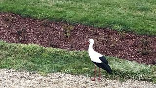 A 2020 tavaszán visszatért fehér gólyák egyike Szigligeten