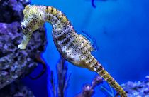 Conservationists have made hotels for endangered seahorses in Sydney