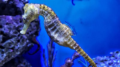 Conservationists have made hotels for endangered seahorses in Sydney