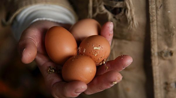 Fransa'da 500 binden fazla yumurta zehirleme riskine karşı toplatıldı Fransa'da 500 binden fazla yumurta zehirleme riskine karşı toplatıldı