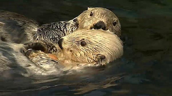 É possível mergulhar de novo no Oceanário de Lisboa É possível mergulhar de novo no Oceanário de Lisboa