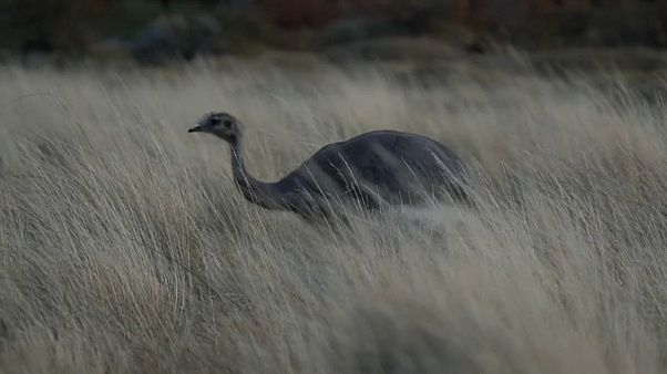 El ñandú corre en libertad por la Patagonia El ñandú corre en libertad por la Patagonia