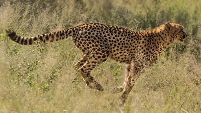 Cheetah running Cheetah running