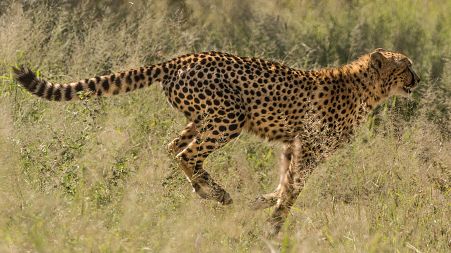Cheetah running