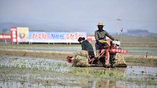 Észak-Koreában megkezdődött a rizs-szezon