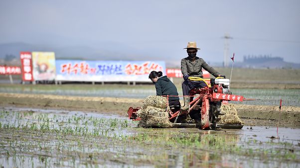 Empieza la siembra del arroz en Corea del Norte Empieza la siembra del arroz en Corea del Norte