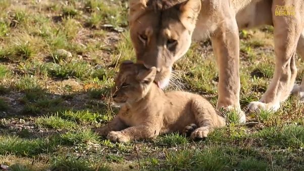 Zoos face crisis after three months without income curing COVID-19 pandemic Zoos face crisis after three months without income curing COVID-19 pandemic