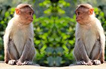 Like humans, monkeys also need to keep their distance to avoid spreading disease.