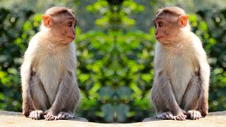 Like humans, monkeys also need to keep their distance to avoid spreading disease.