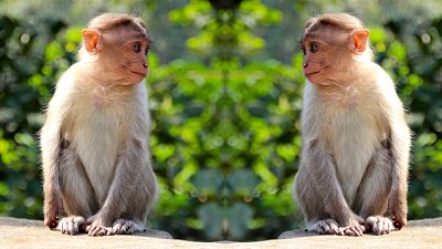Like humans, monkeys also need to keep their distance to avoid spreading disease. Like humans, monkeys also need to keep their distance to avoid spreading disease.