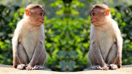Like humans, monkeys also need to keep their distance to avoid spreading disease.