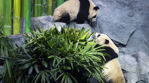 Canada Panda Passage Canada Panda Passage