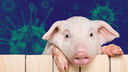 Doctors say there is an 'urgent need' to reduce our meat consumption for planetary and human health