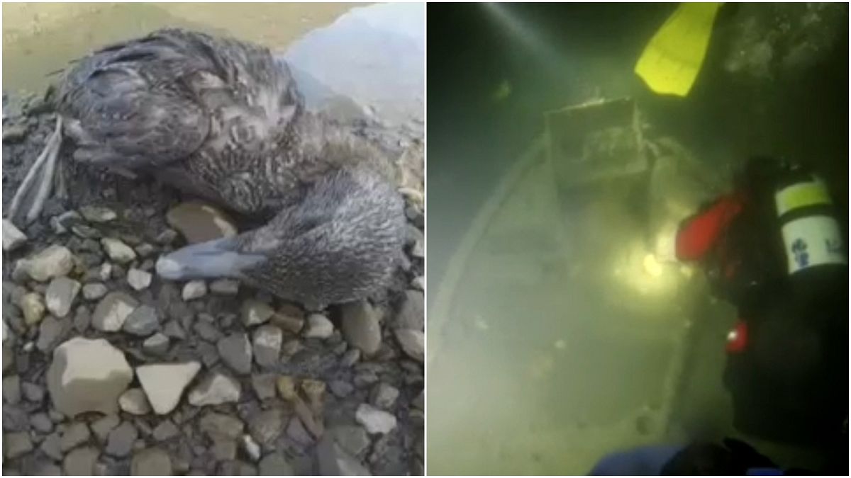 صور من مقطع الفيديو :حطام ناقلة النفط تحت الماء وطير على الشاطئ فقد القدرة على الحرطة بسبب تلوث المياه