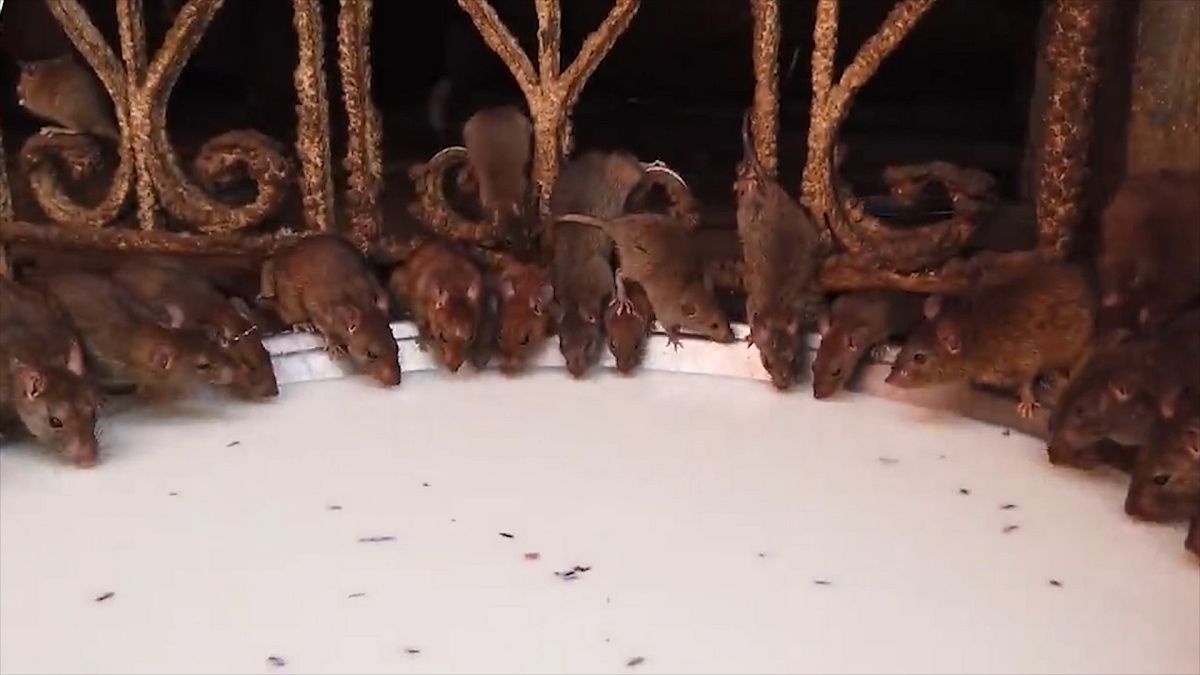 'Fare Tapınağı'nda ziyaretçiler 20 bin fareyle iç içe ibadet ediyor