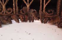 'Fare Tapınağı'nda ziyaretçiler 20 bin fareyle iç içe ibadet ediyor