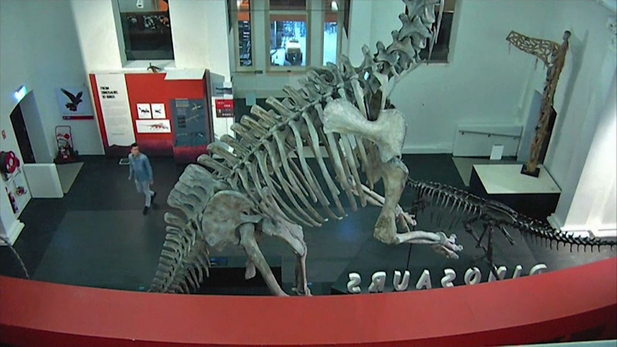 أحد الأشخاص يتسلل إلى متحف مقفل في سيدني بأستراليا ويأخذ صورة سيلفي مع ديناصور