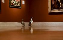 ویدئو؛ سه پنگوئن در غیاب آدم‌ها از موزه معروف نلسون اتکینز دیدن کردند