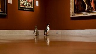 شاهد: 3 بطاريق تزور متحفا بميزوري الأميريكة والمدير يؤكد أنها فضلت كارافاجيو على مونيه 
