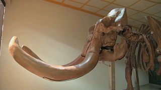Hallazgo histórico en México de restos de mamuts atrapados en una trampa