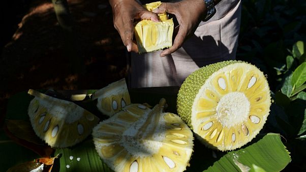 Ete alternatif 'süper yiyecek' artocarpus heterophyllus meyvesine talep artıyor Ete alternatif 'süper yiyecek' artocarpus heterophyllus meyvesine talep artıyor